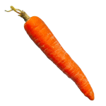 carrot