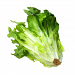 endive