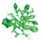 rucola