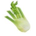 Fennel