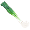 Spring Onion a picture of spring onion