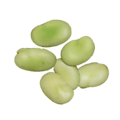 broad bean broad bean