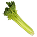 celery celery