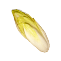 chicory