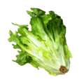 endive a picture of endive