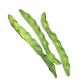 flat bean flat bean
