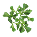 lamb's lettuce