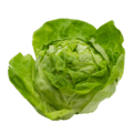 lettuce lettuce