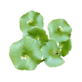 miner's lettuce (winterpostelein)