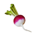 radish a picture of radish