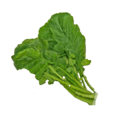 rapini