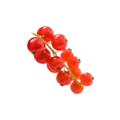 red currant red currant