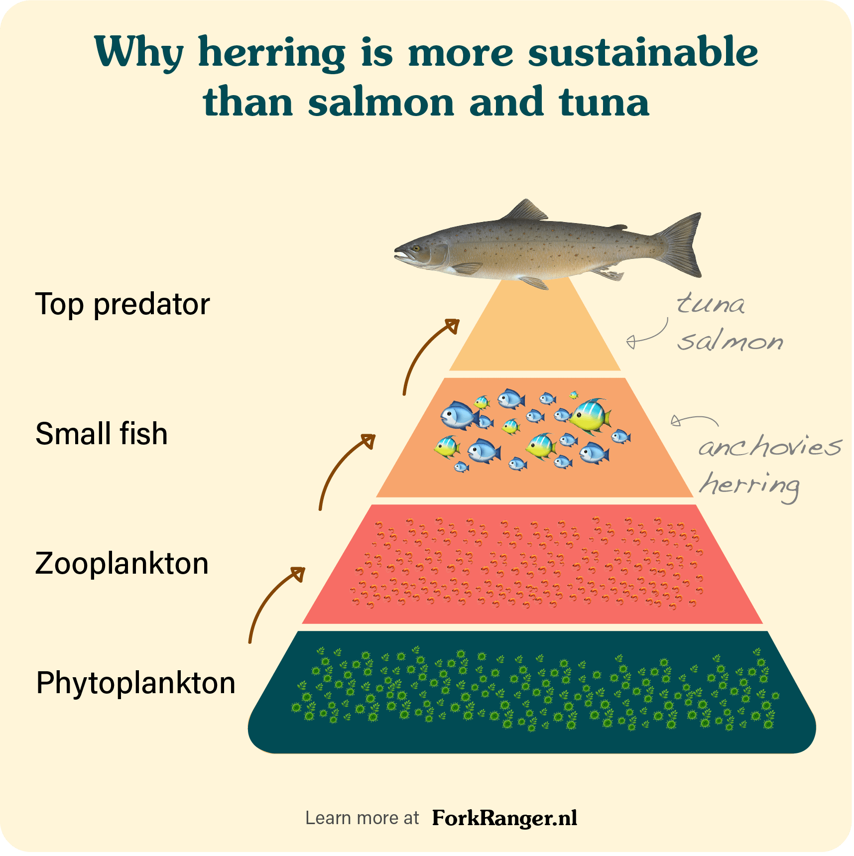 sea food chain